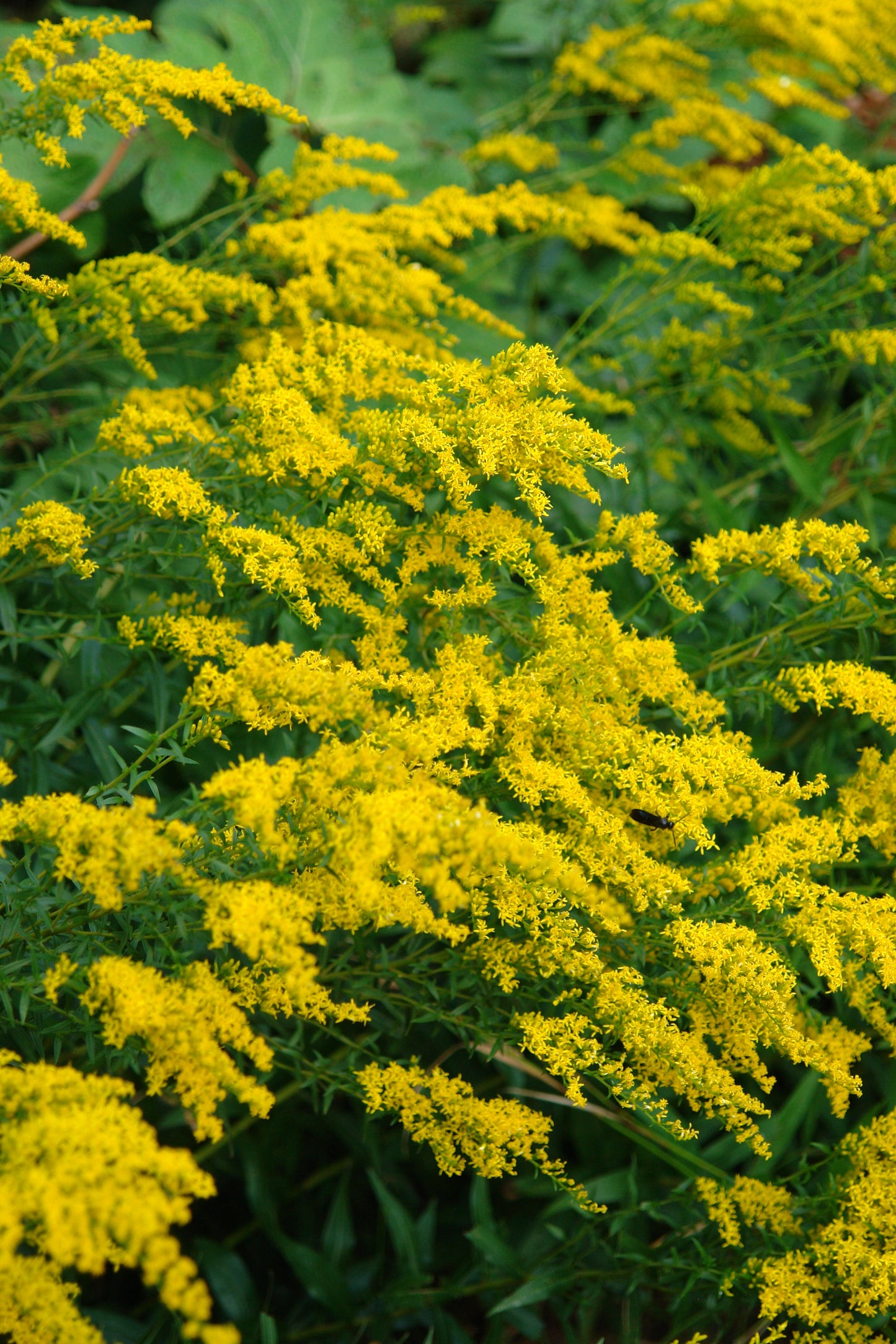 Sweet Goldenrod