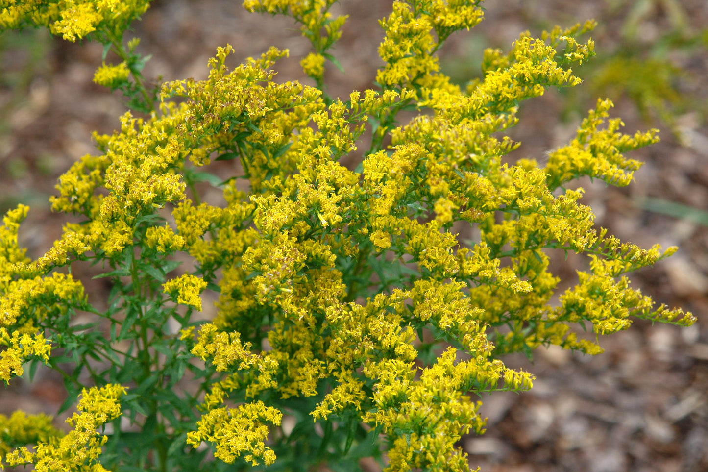 Sweet Goldenrod