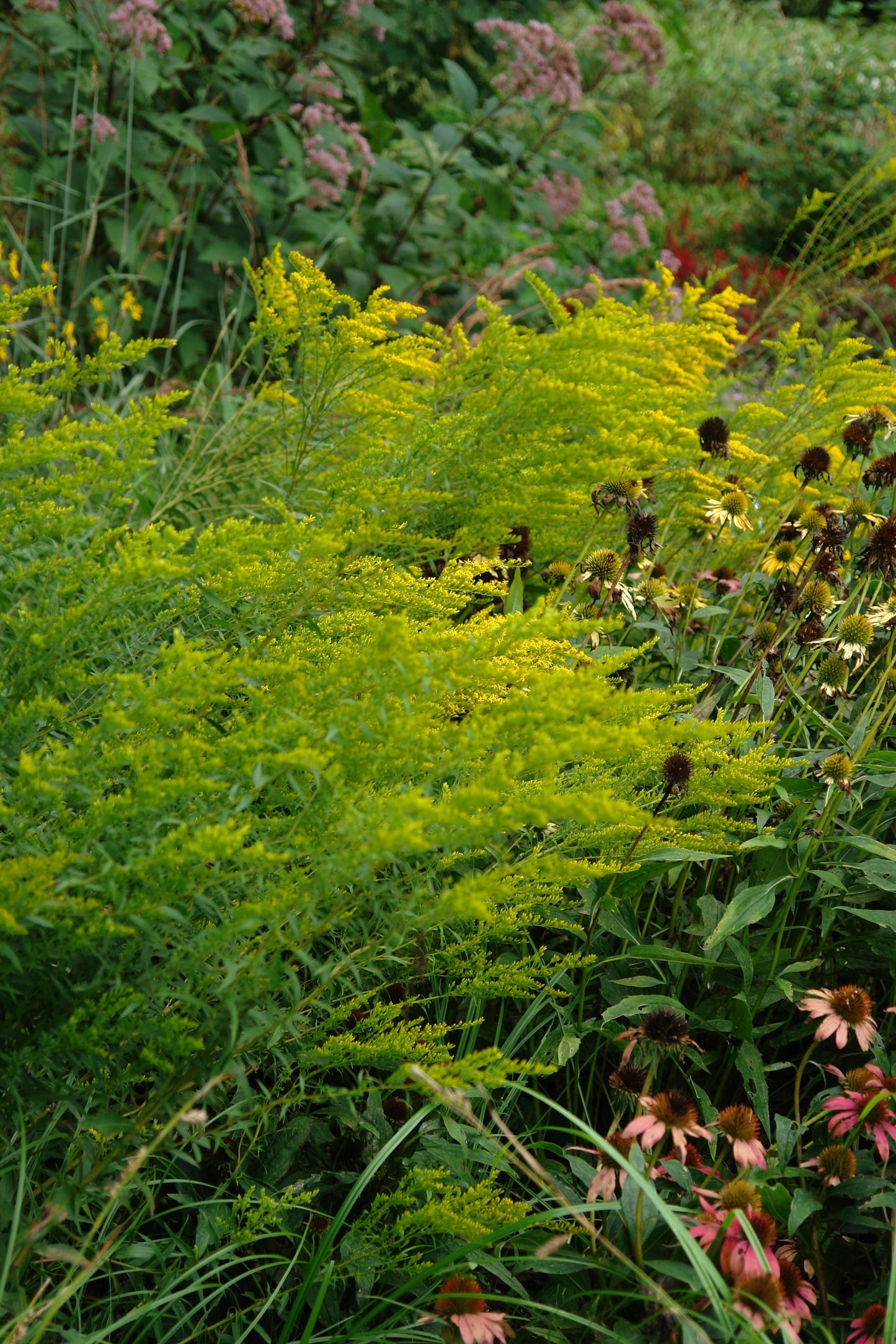 Sweet Goldenrod