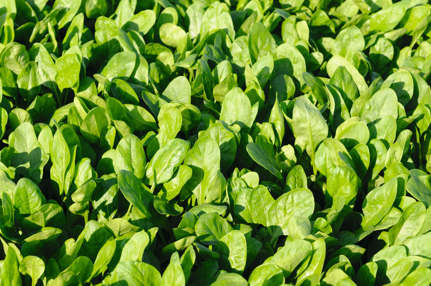 Space Hybrid Spinach