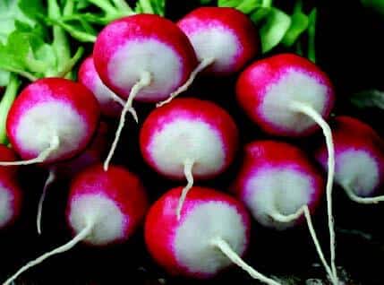 Sparkler White Tip Radish Seeds