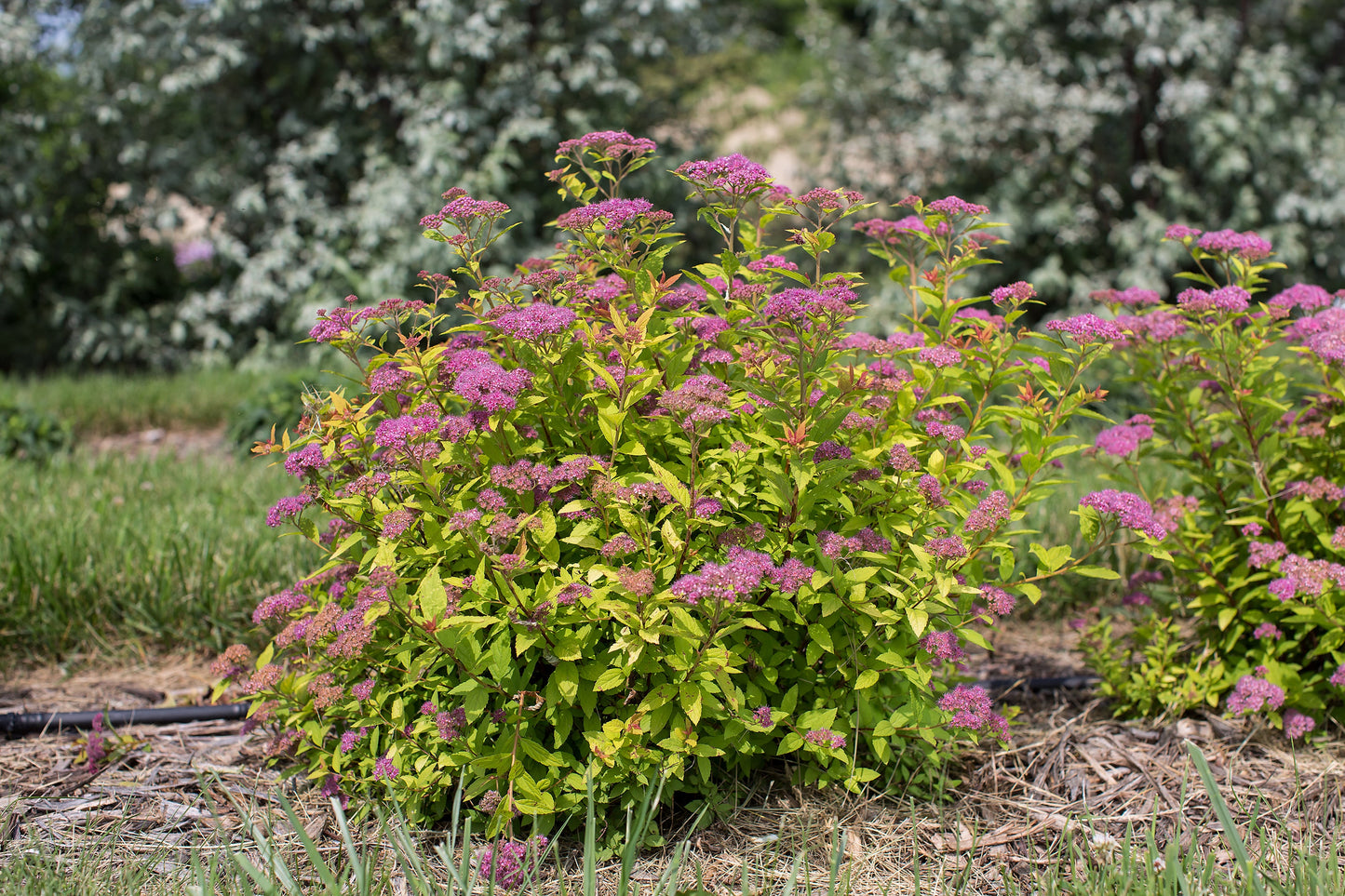 Little Spark® Spirea