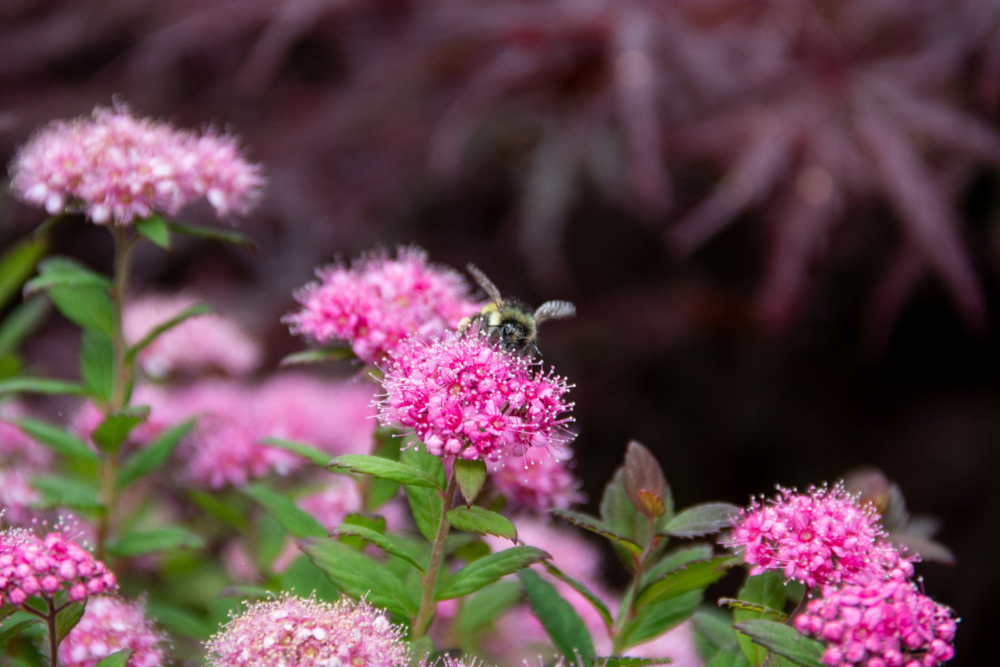 Petite Spirea