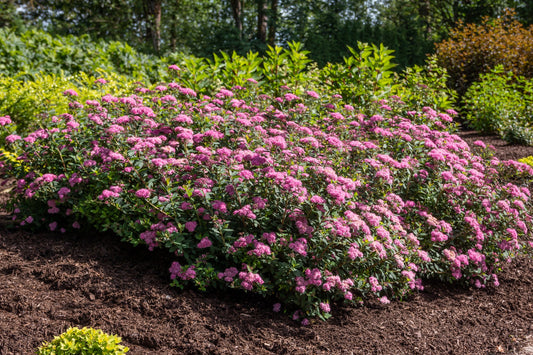 Petite Spirea