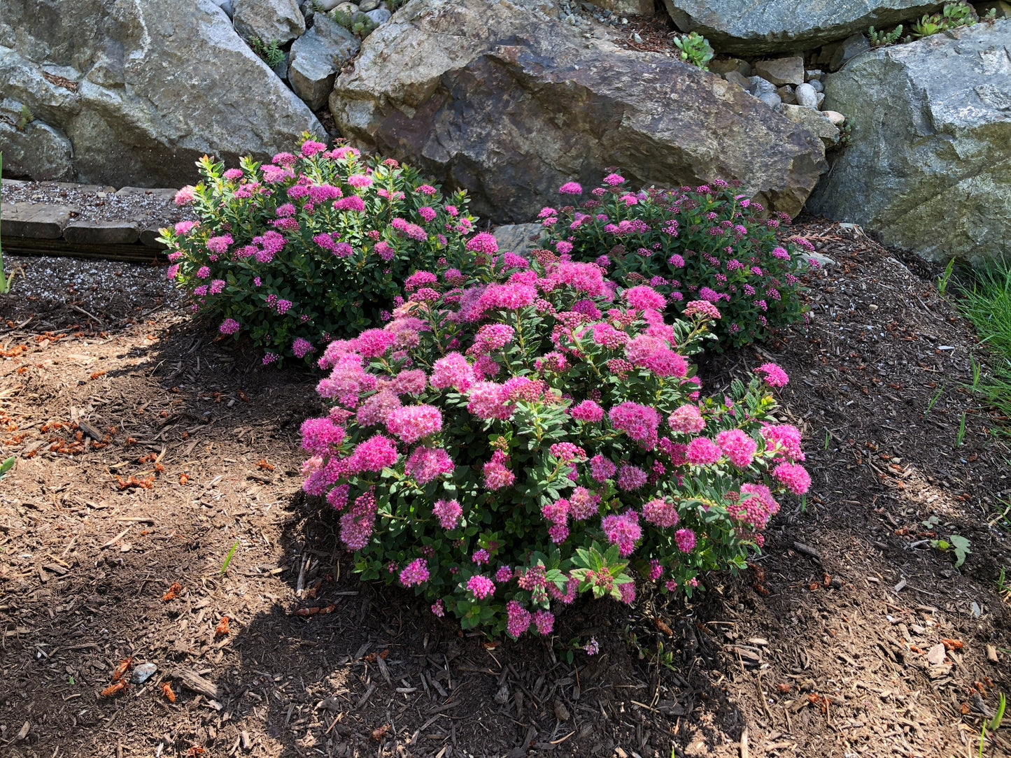 Petite Spirea