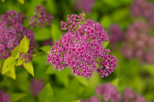 Little Spark® Spirea