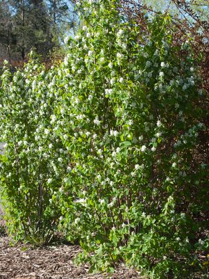 Standing Ovation™ Serviceberry