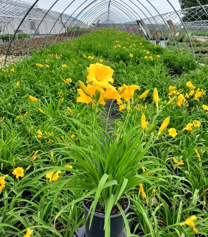 Stella d'Oro Daylily