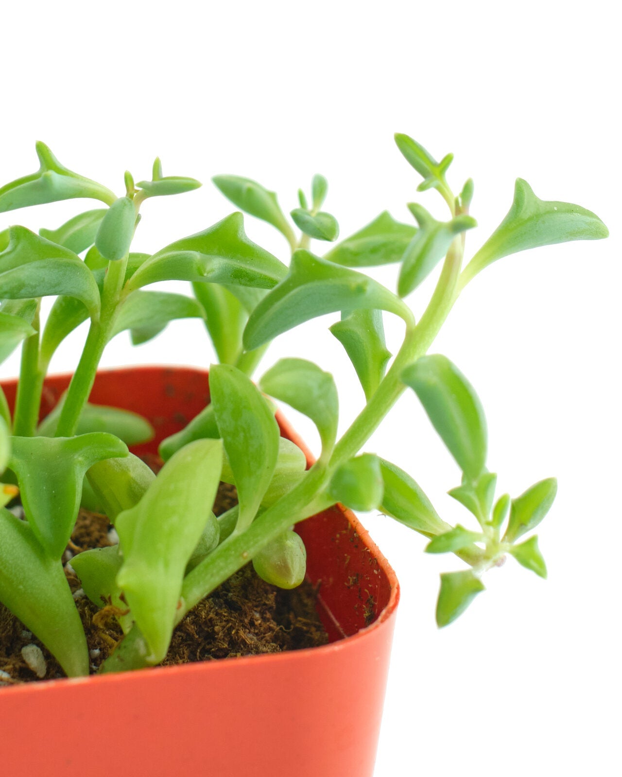 Senecio peregrinus 'String of Dolphins'