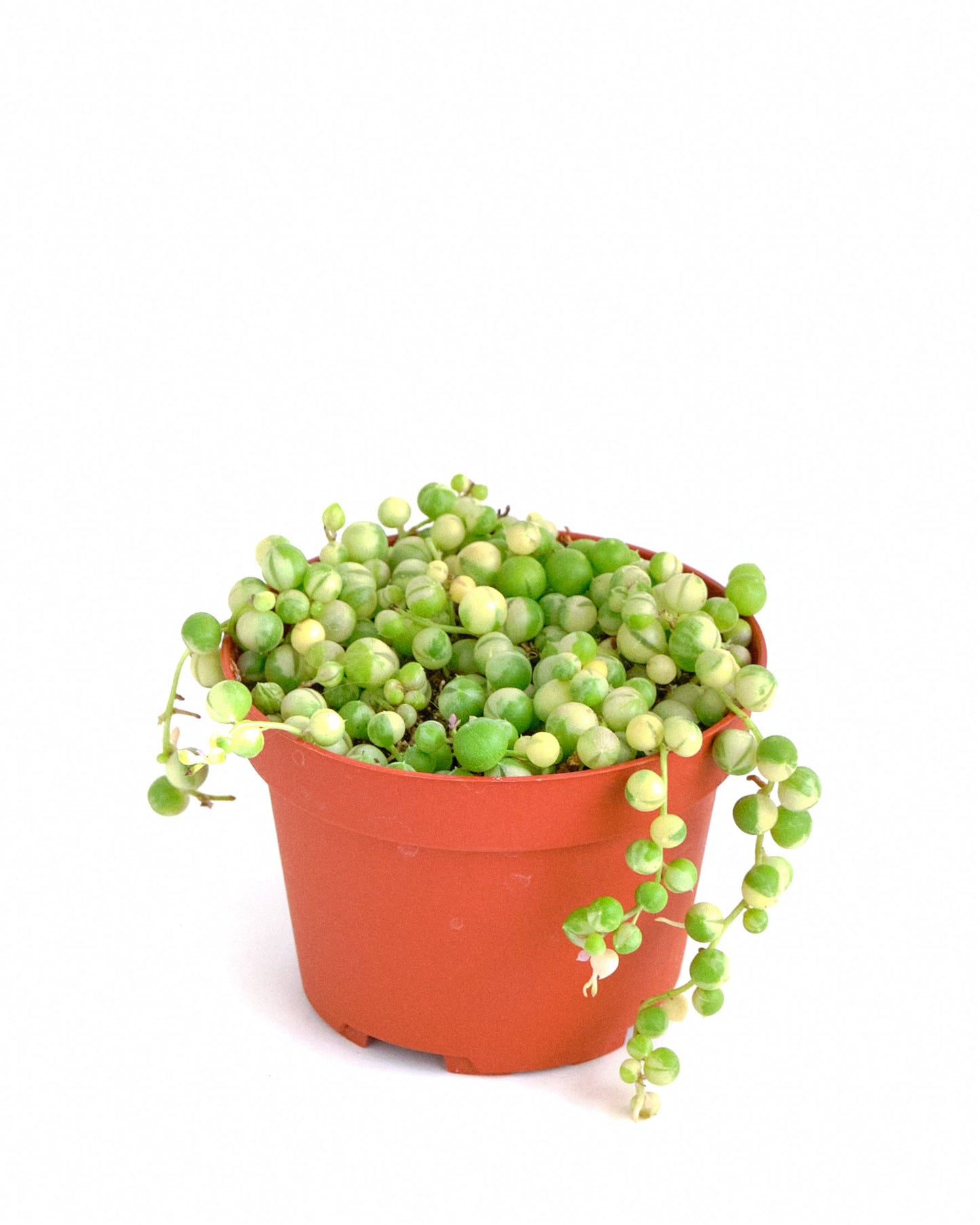 Senecio rowleyanus f. variegatus 'Variegated String of Pearls'