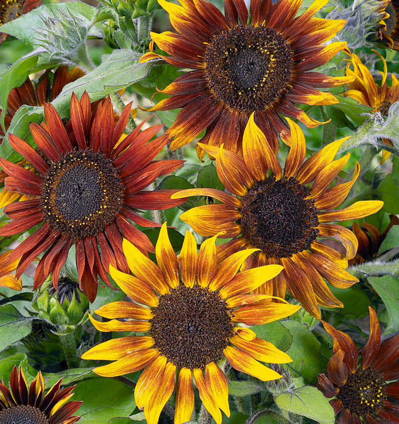 Mardi Gras Blend Sunflower Seeds