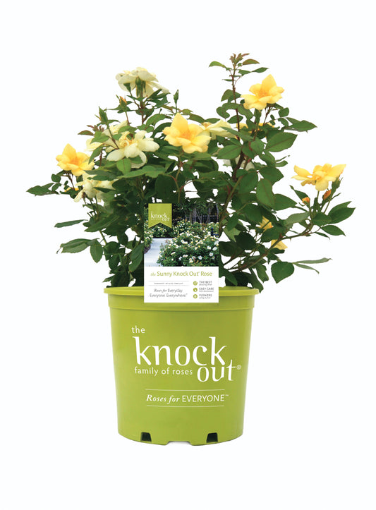 Sunny Knock Out® Rose