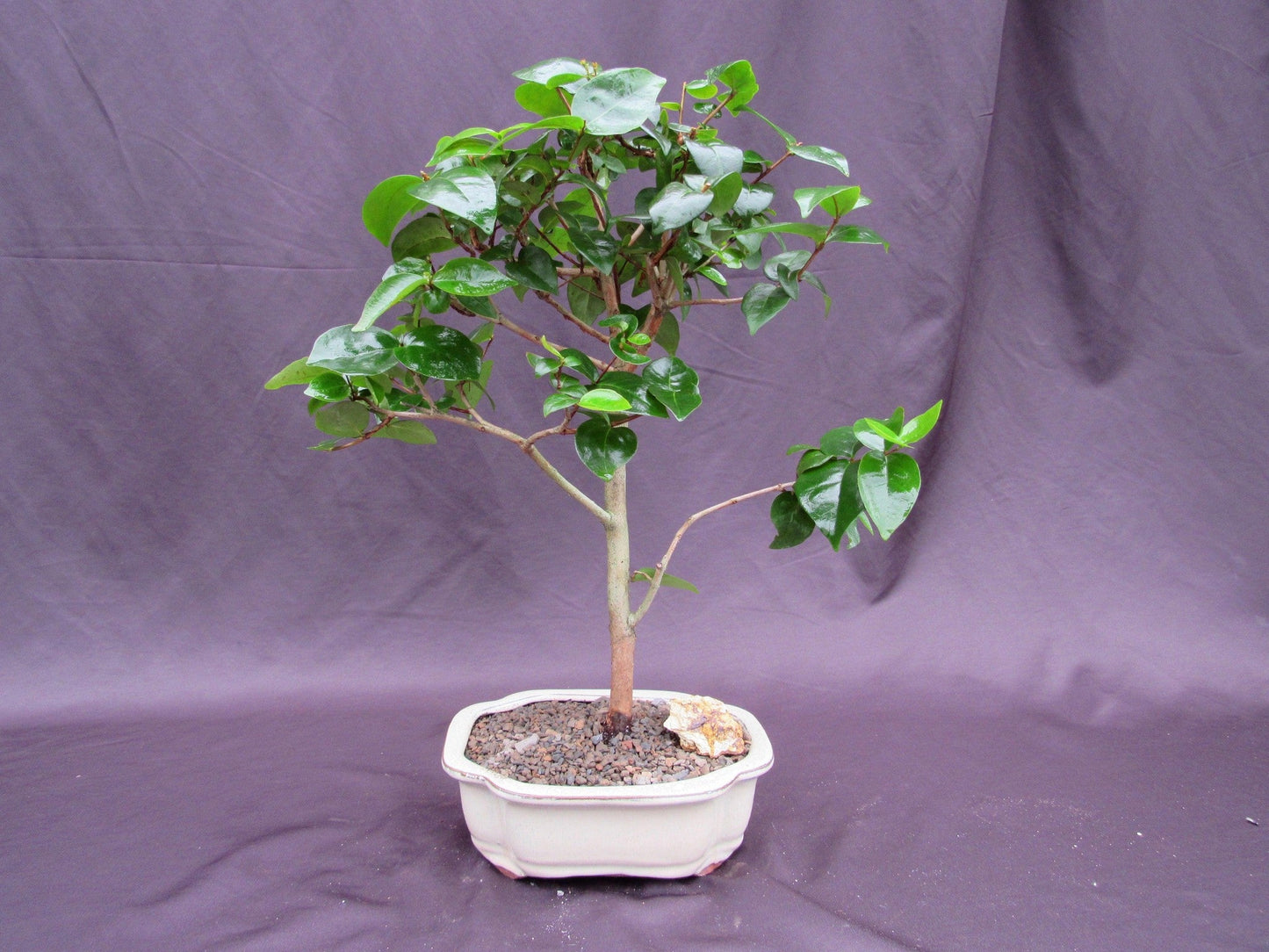 Surinam Cherry Bonsai Tree