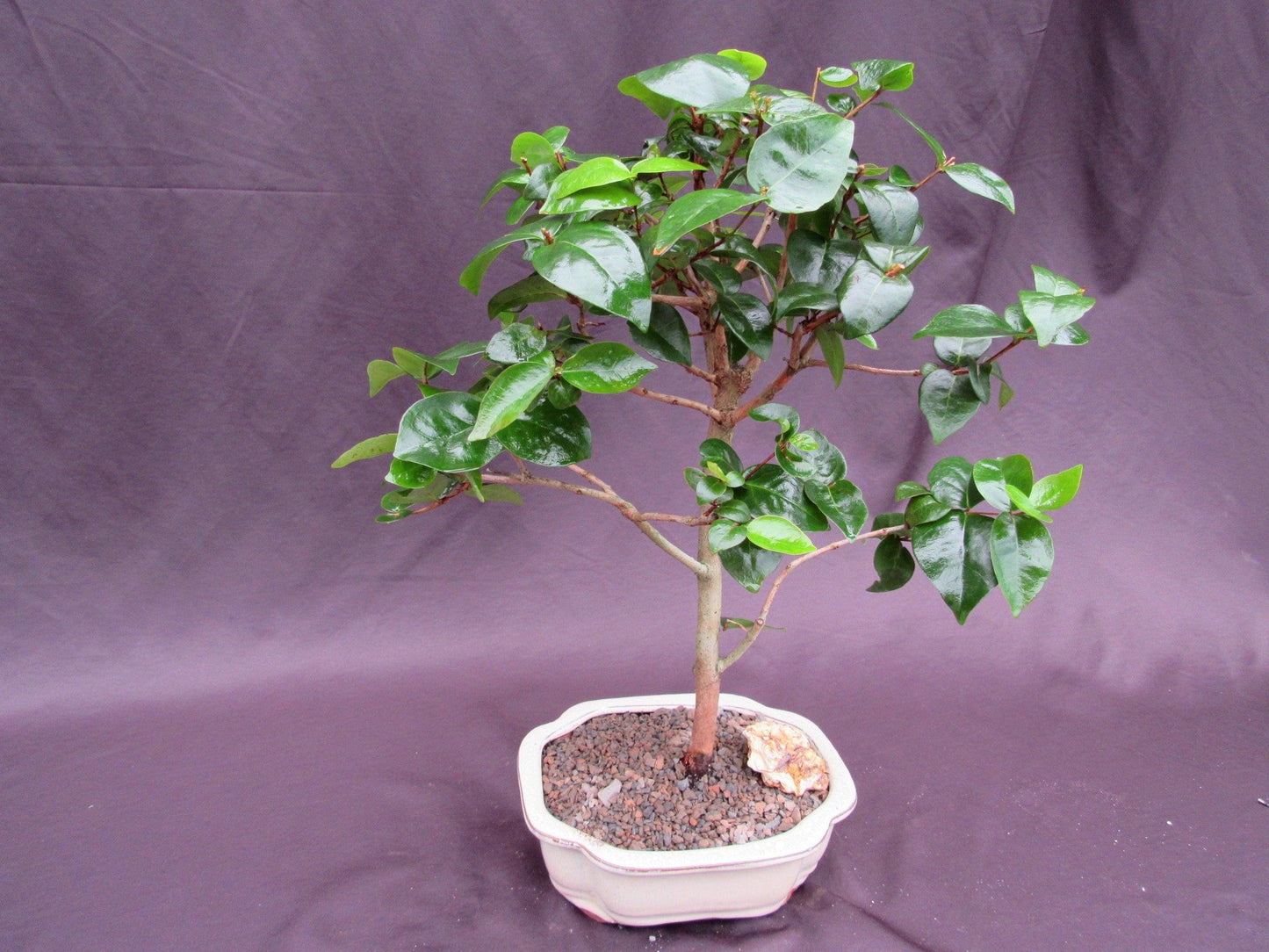 Surinam Cherry Bonsai Tree