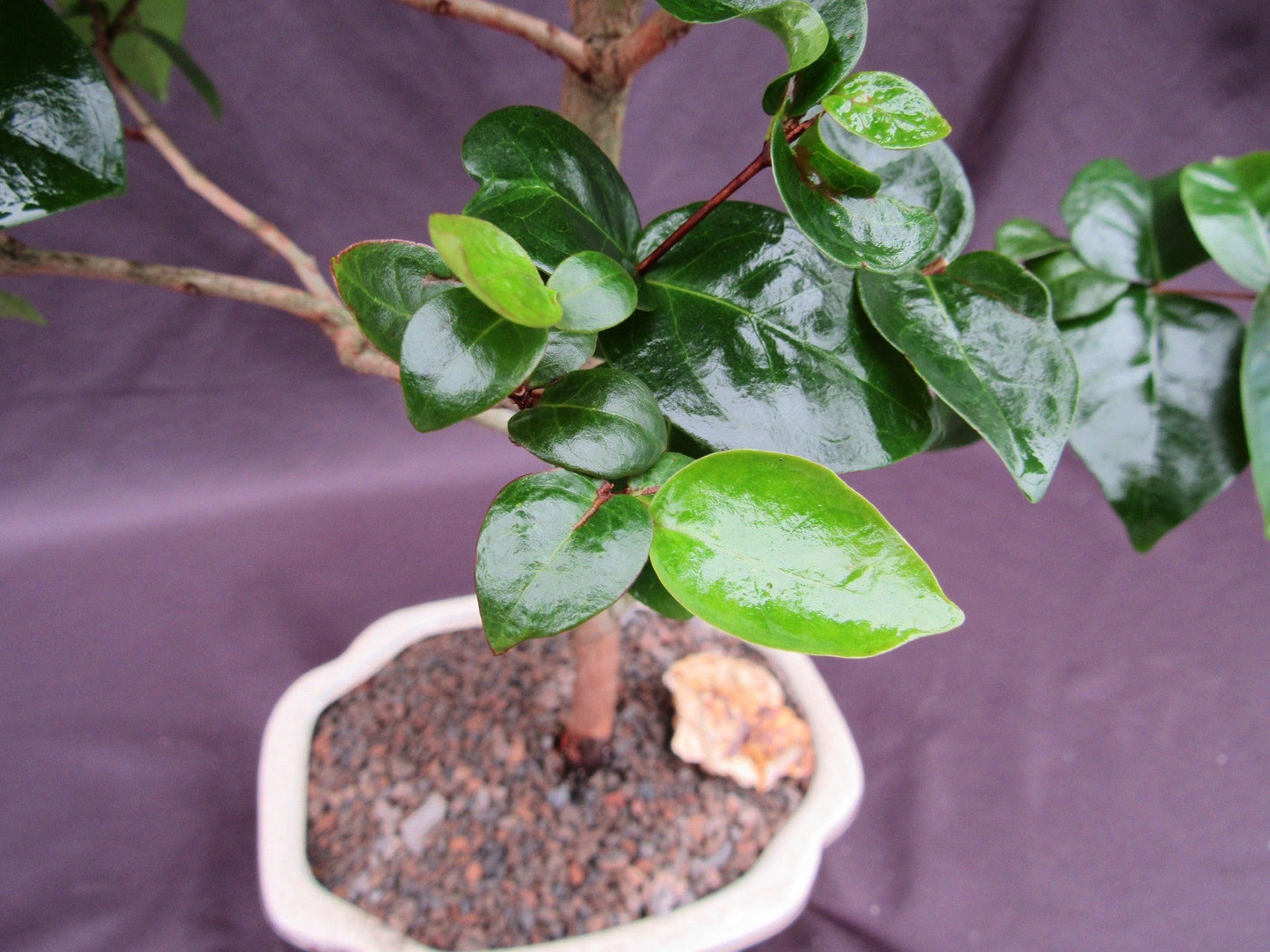 Surinam Cherry Bonsai Tree