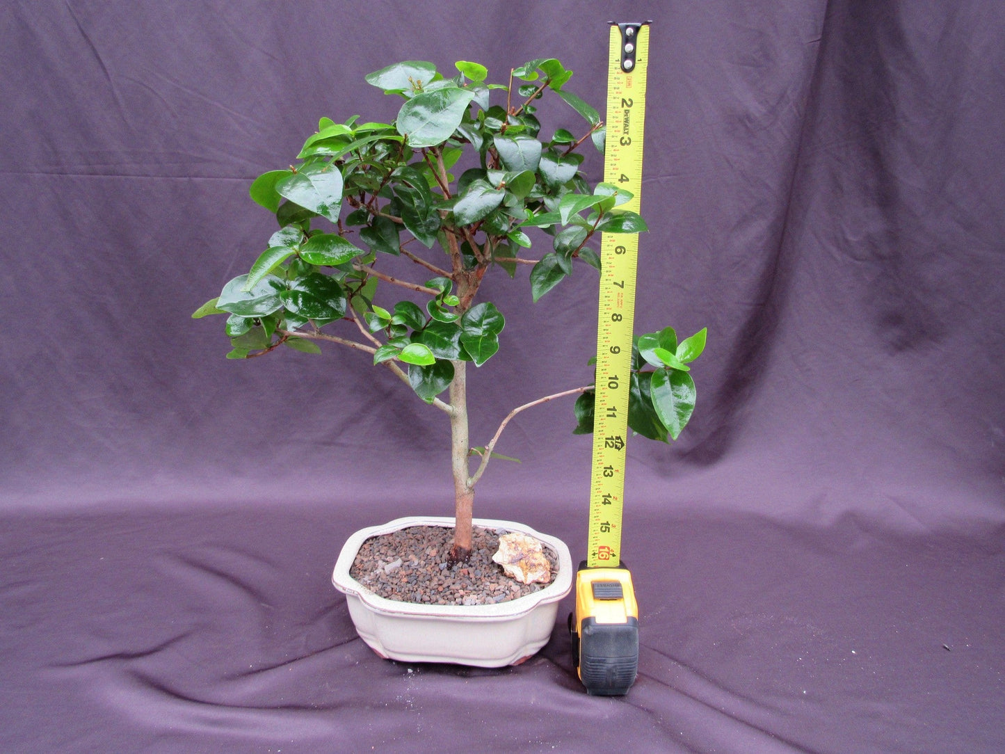 Surinam Cherry Bonsai Tree