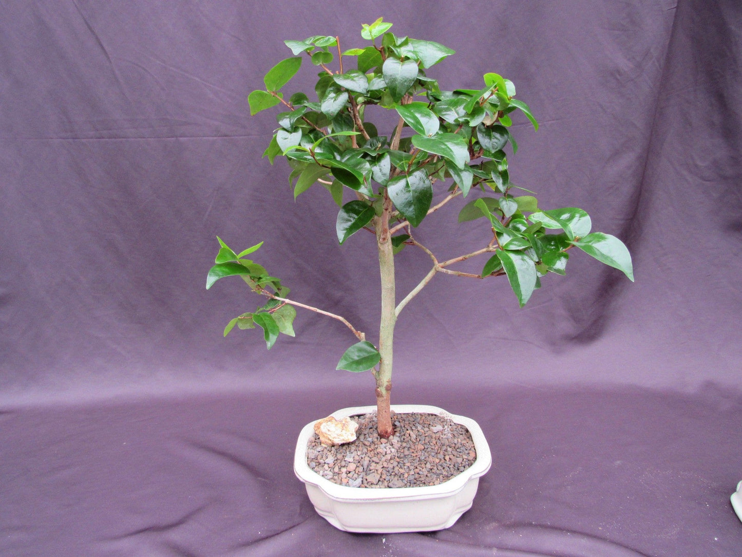 Surinam Cherry Bonsai Tree