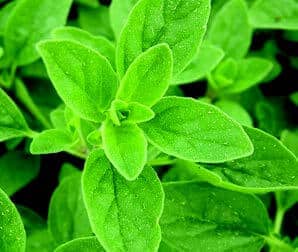 Sweet Marjoram Seeds