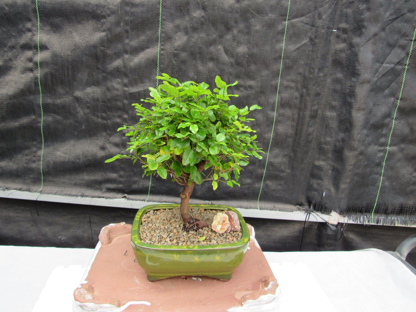 Sweet Plum Bonsai Tree