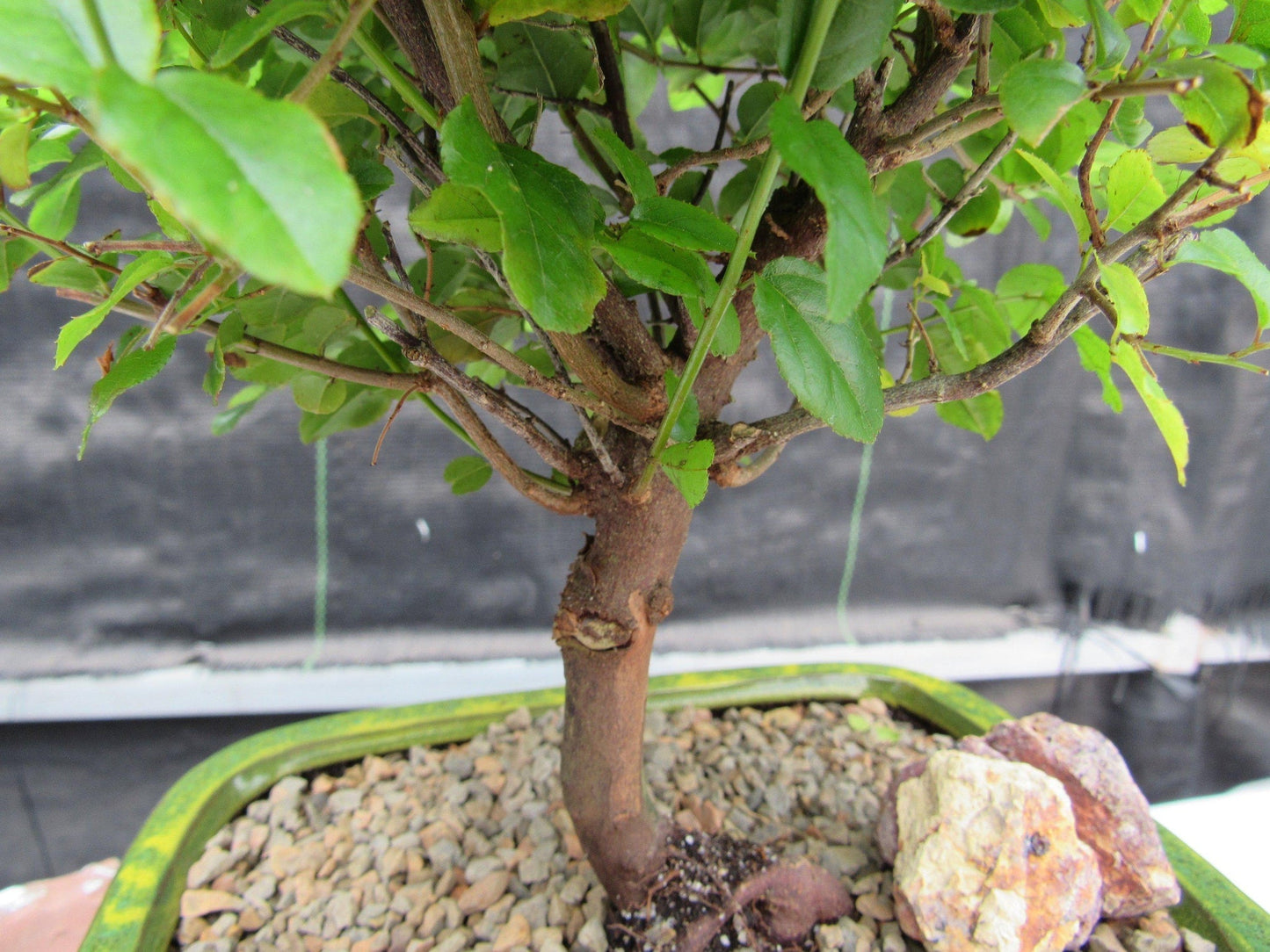 Sweet Plum Bonsai Tree