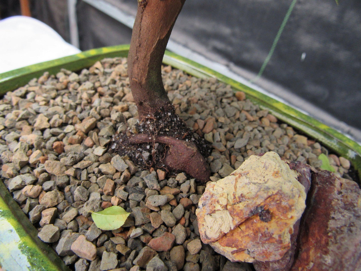 Sweet Plum Bonsai Tree