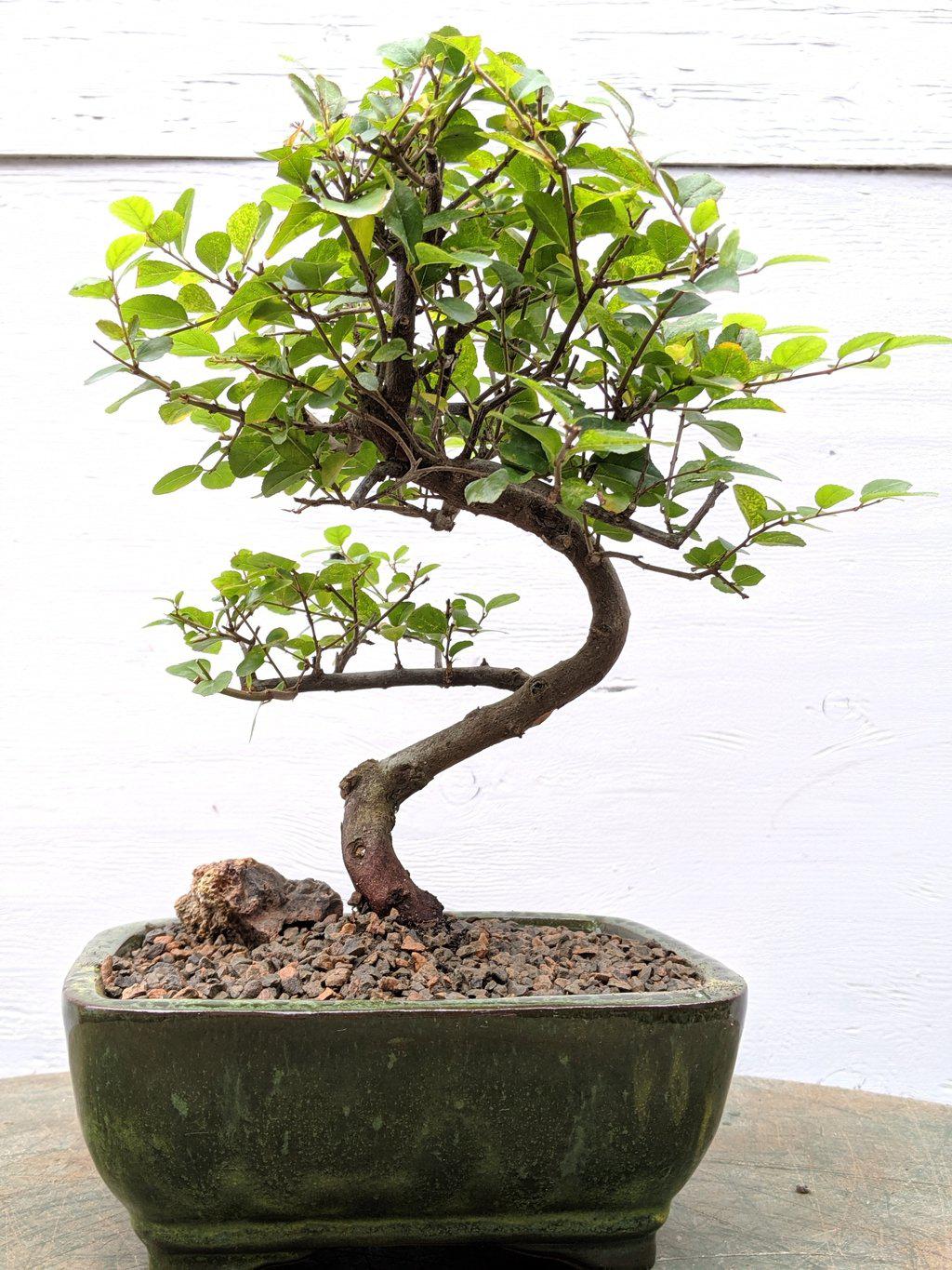 Sweet Plum Bonsai Tree - Curved Trunk Style