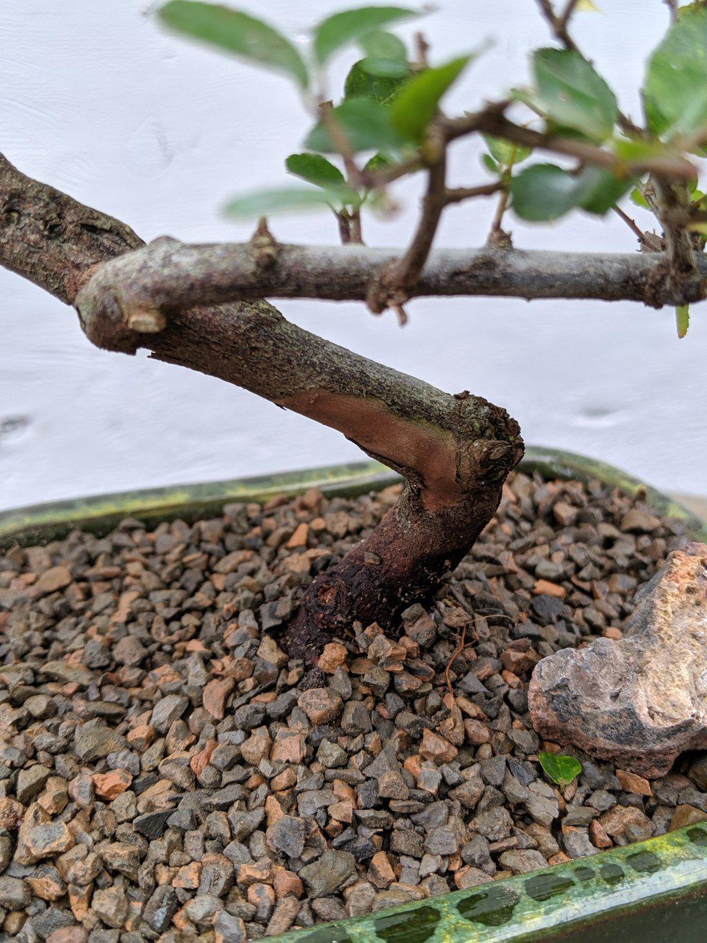 Sweet Plum Bonsai Tree - Curved Trunk Style