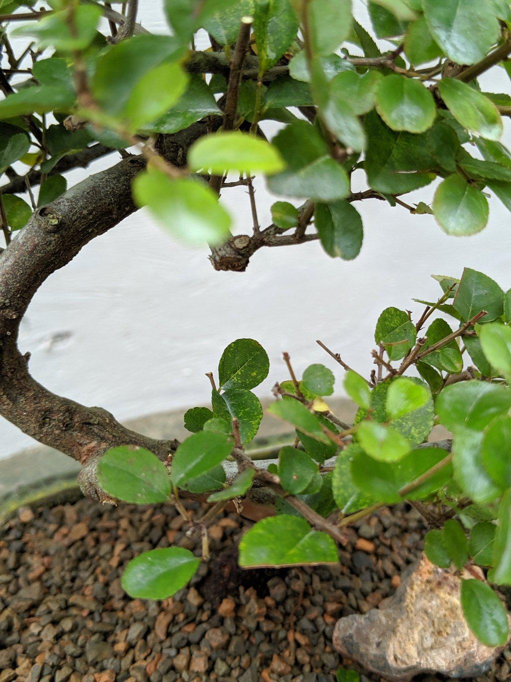 Sweet Plum Bonsai Tree - Curved Trunk Style