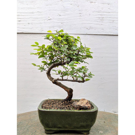 Sweet Plum Bonsai Tree - Curved Trunk Style