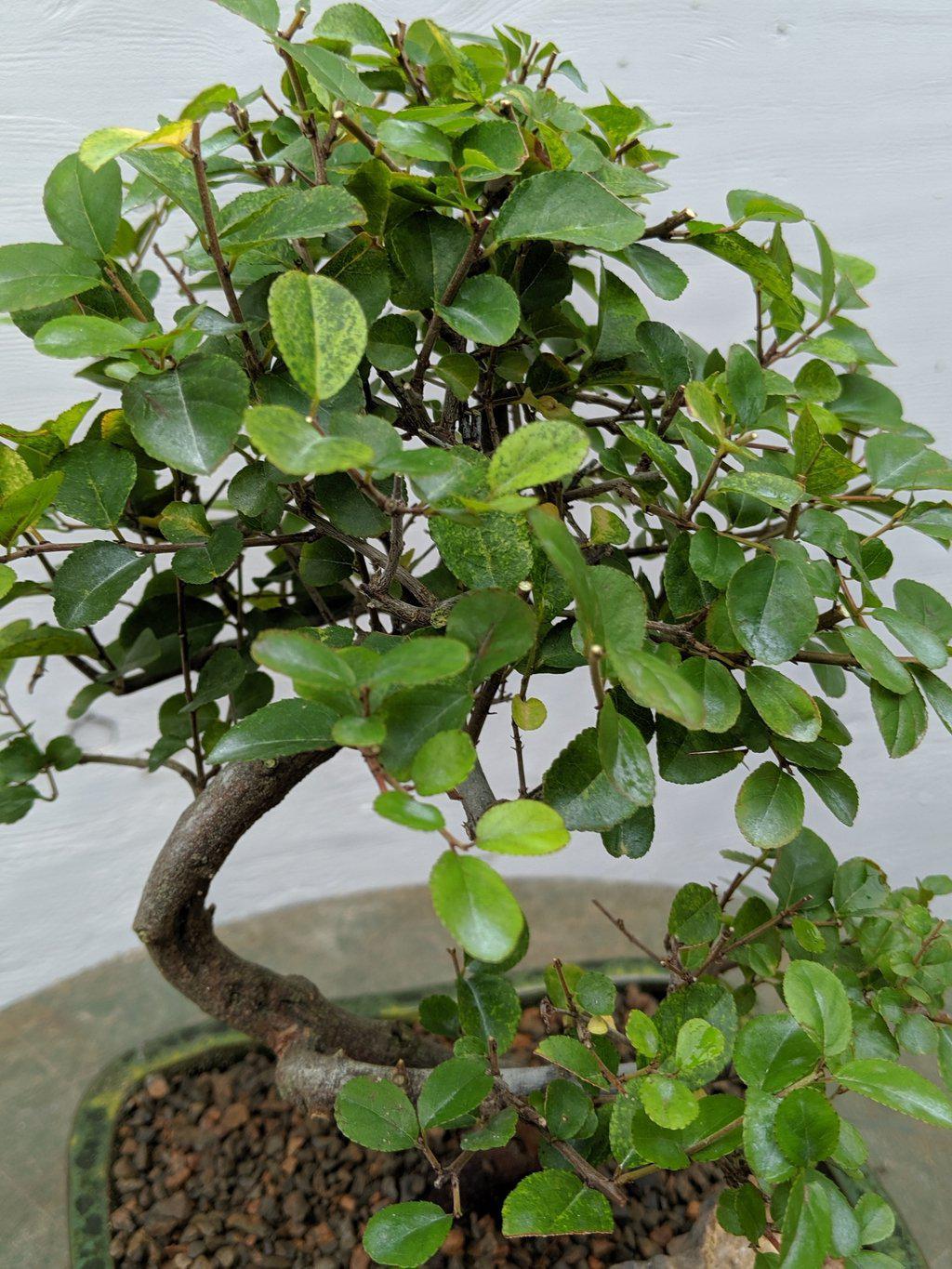 Sweet Plum Bonsai Tree - Curved Trunk Style