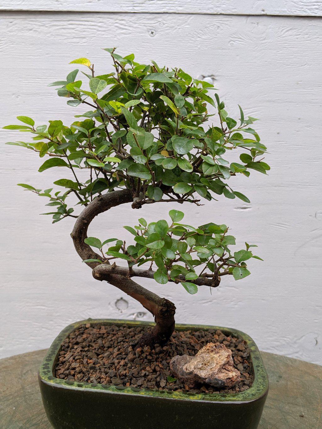 Sweet Plum Bonsai Tree - Curved Trunk Style