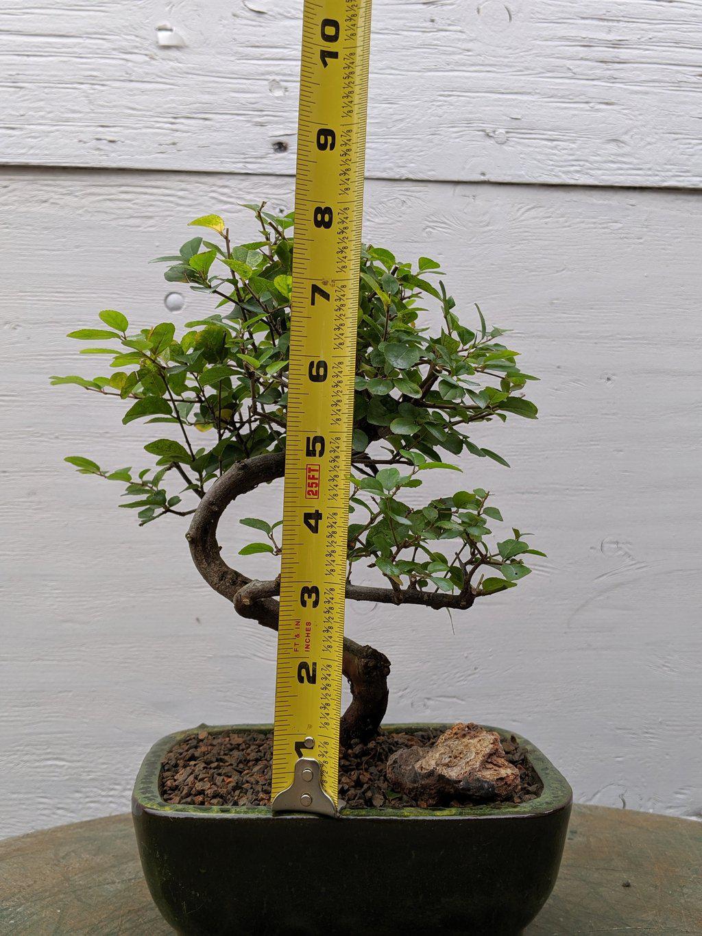 Sweet Plum Bonsai Tree - Curved Trunk Style