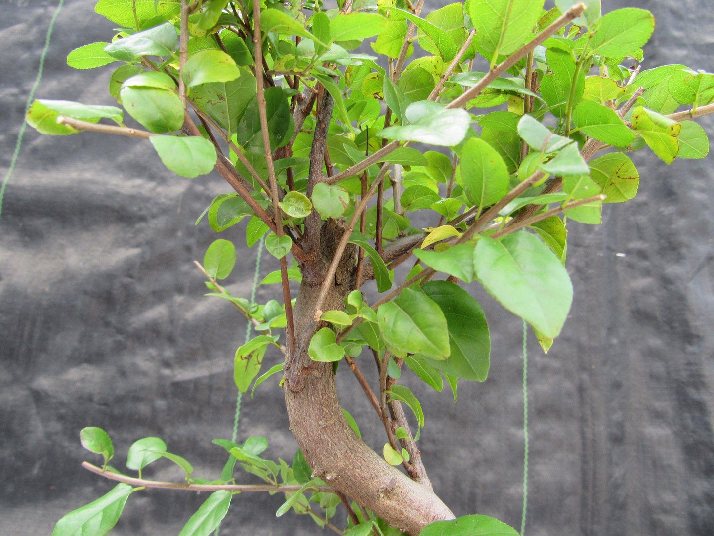 Sweet Plum Bonsai Tree - Large Curved Trunk Style