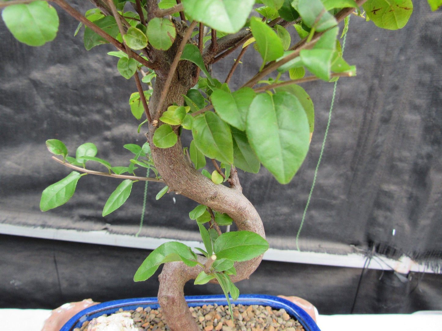 Sweet Plum Bonsai Tree - Large Curved Trunk Style