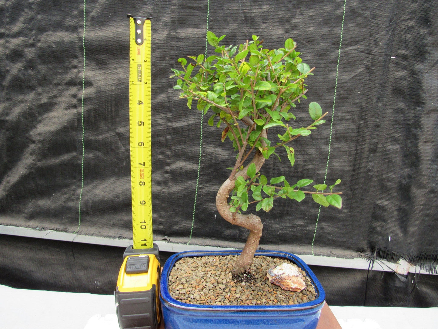 Sweet Plum Bonsai Tree - Large Curved Trunk Style