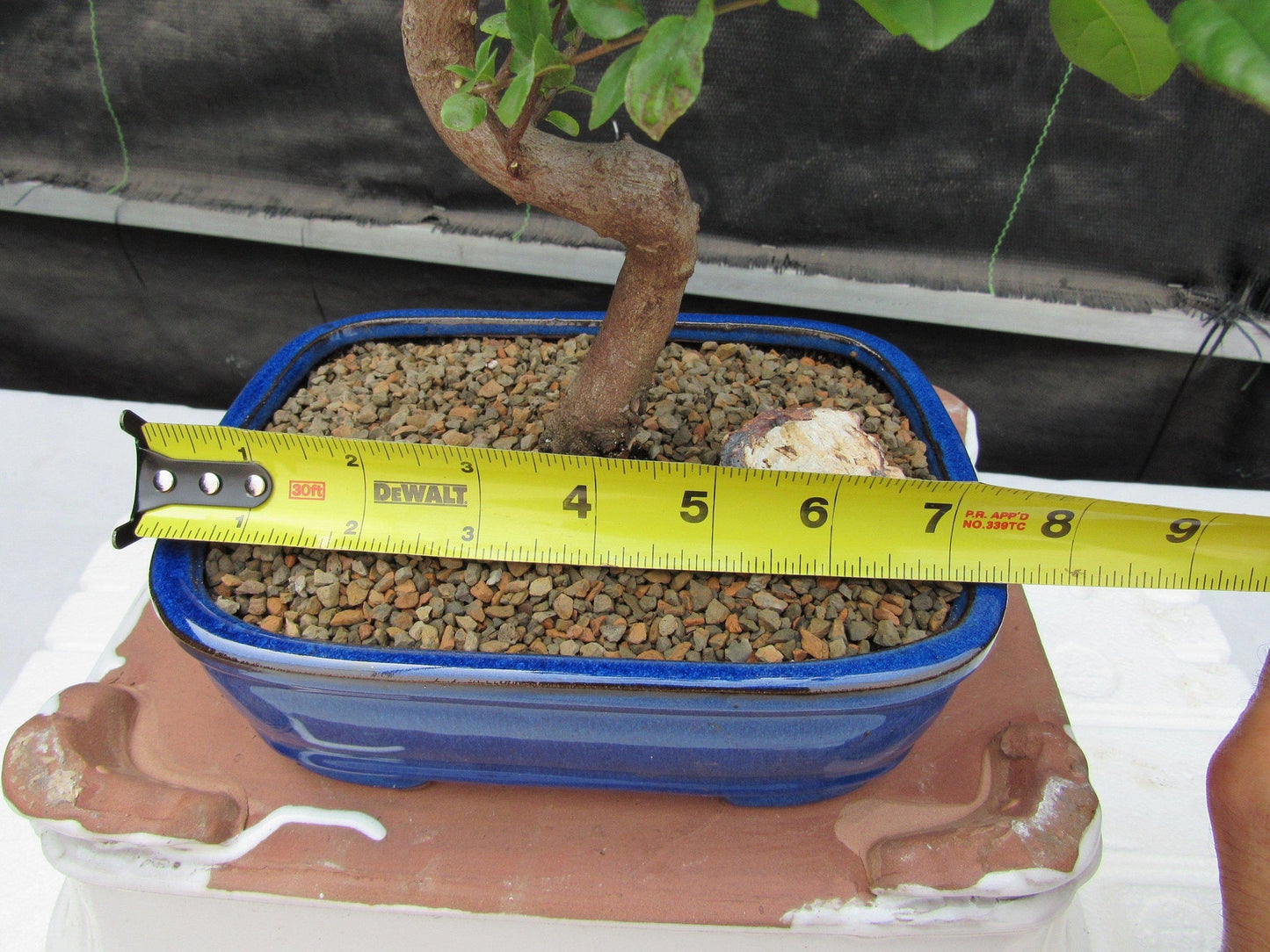 Sweet Plum Bonsai Tree - Large Curved Trunk Style