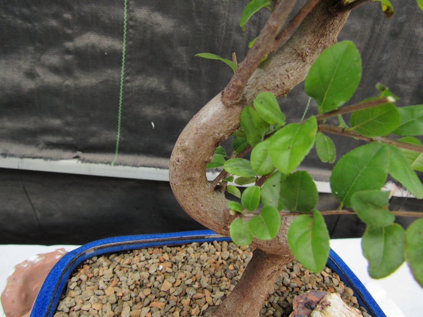 Sweet Plum Bonsai Tree - Large Curved Trunk Style