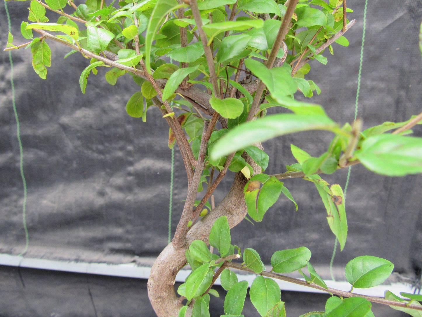 Sweet Plum Bonsai Tree - Large Curved Trunk Style