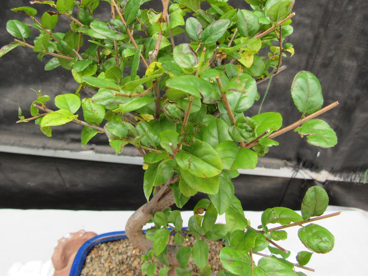 Sweet Plum Bonsai Tree - Large Curved Trunk Style