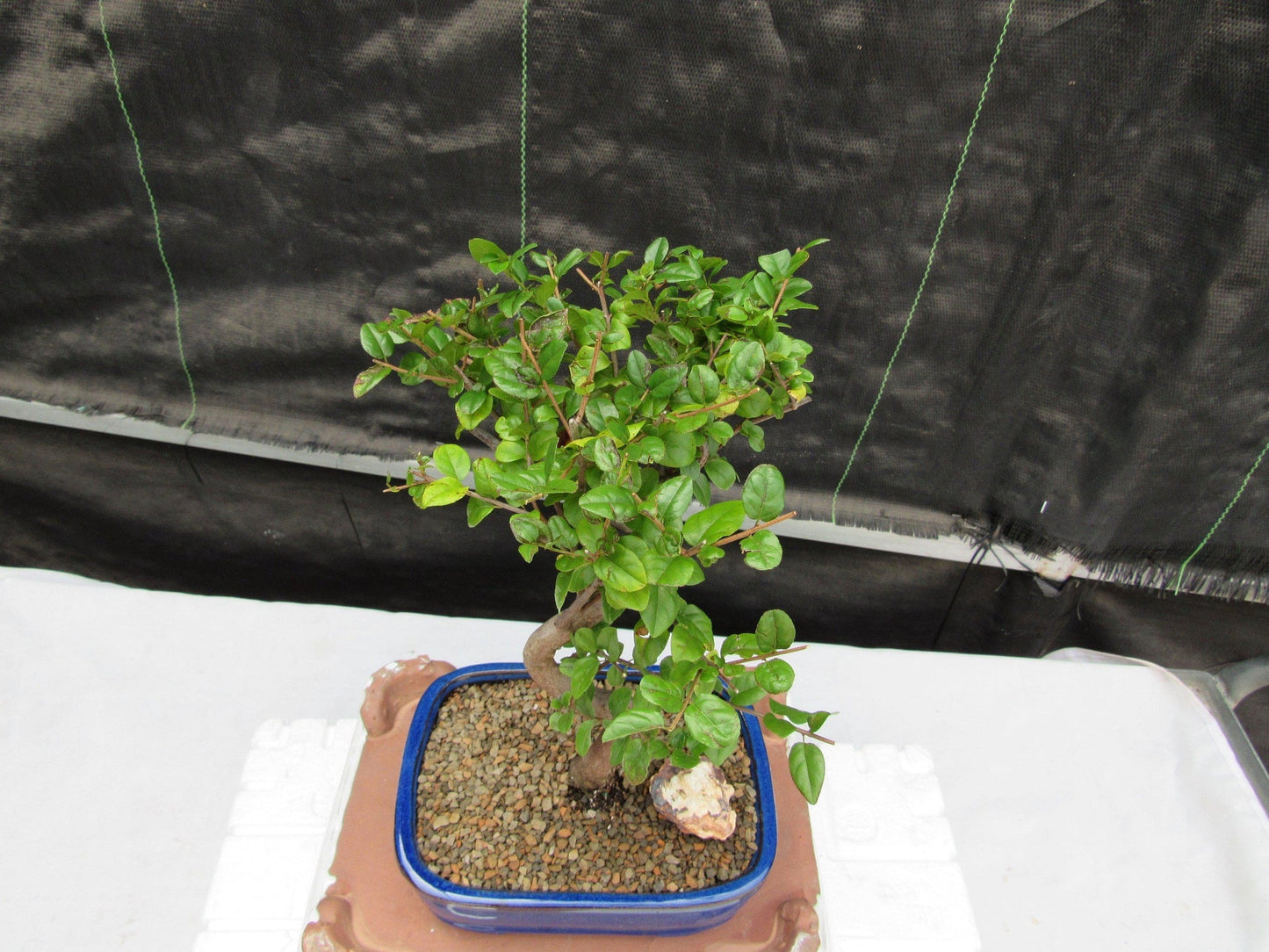 Sweet Plum Bonsai Tree - Large Curved Trunk Style