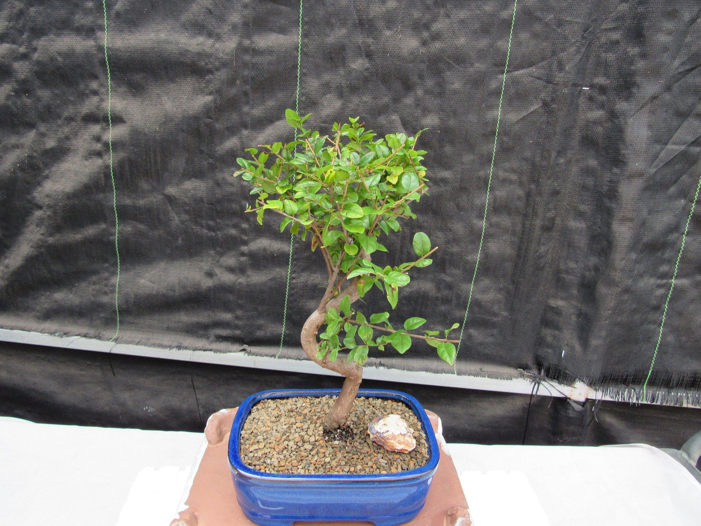 Sweet Plum Bonsai Tree - Large Curved Trunk Style