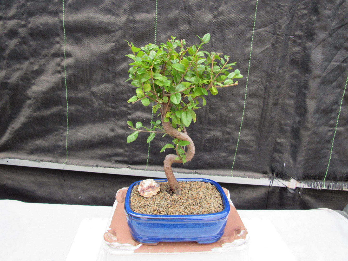 Sweet Plum Bonsai Tree - Large Curved Trunk Style