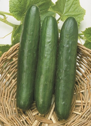 Sweet Slice Hybrid Cucumber Seeds