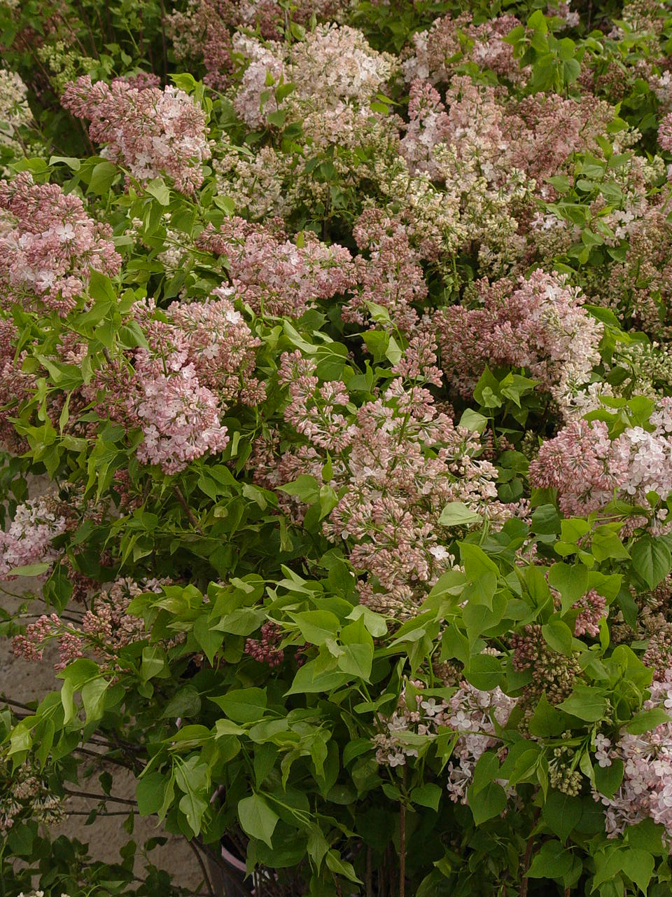 Maidens Blush Lilac