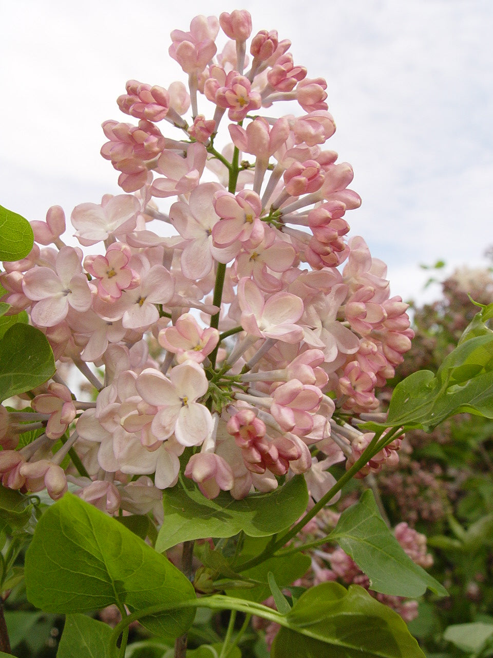 Maidens Blush Lilac