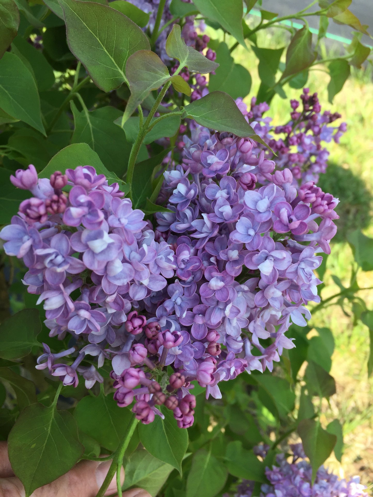 Double Blue Lilac