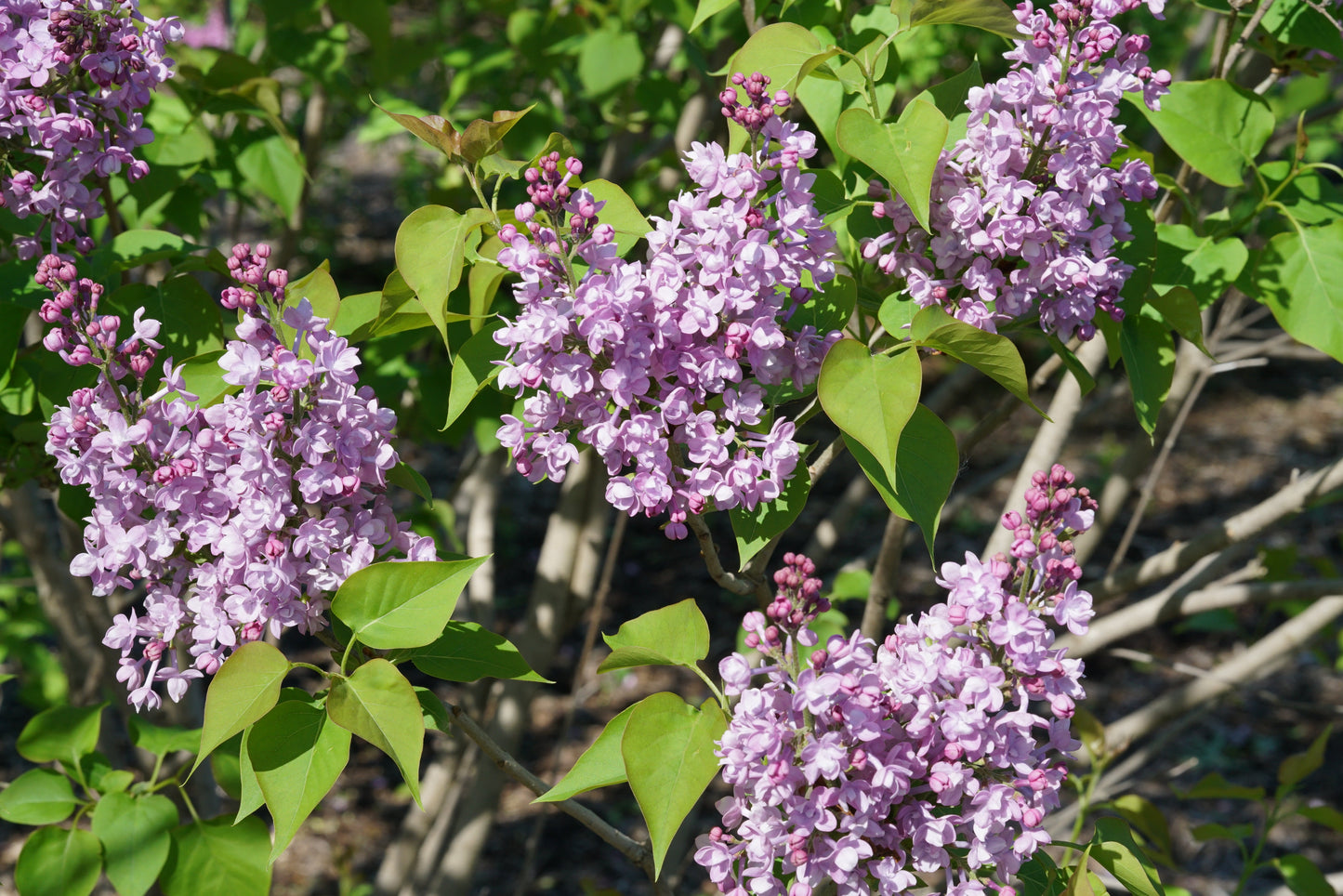 Double Blue Lilac