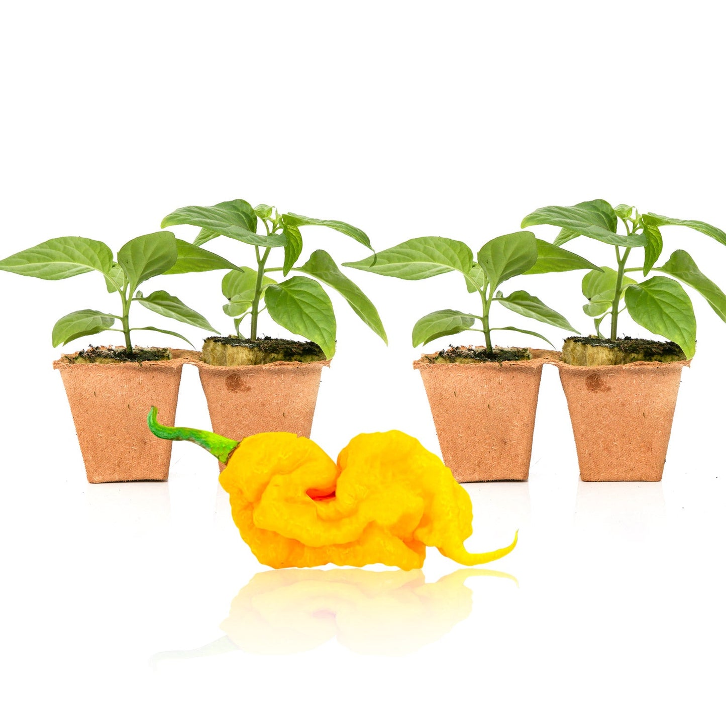 T-Rex Yellow Pepper Plants