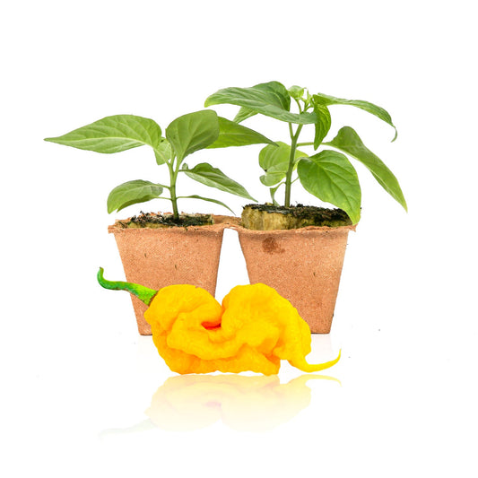 T-Rex Yellow Pepper Plants