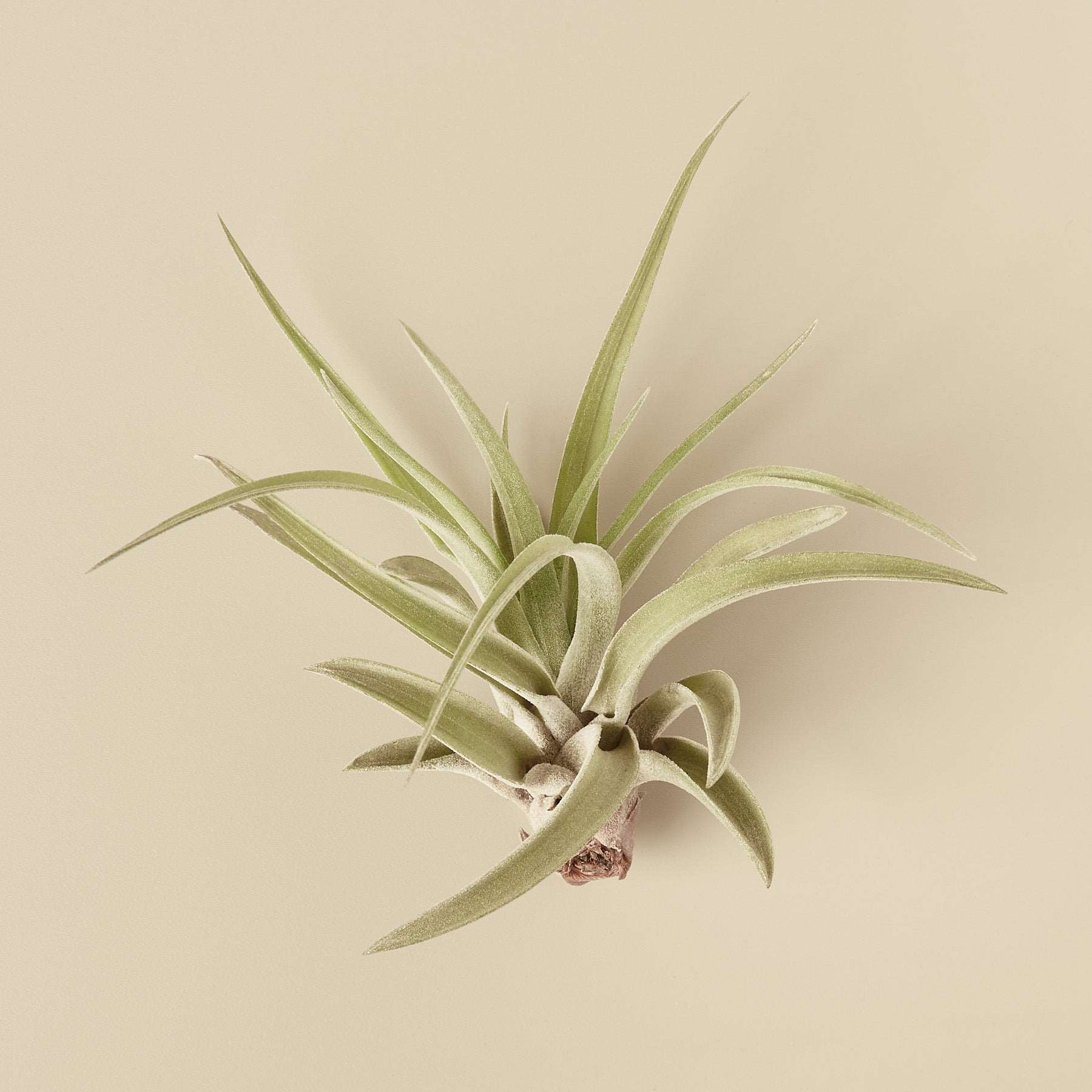 10pk Veluntina Air Plants House Plant Shop